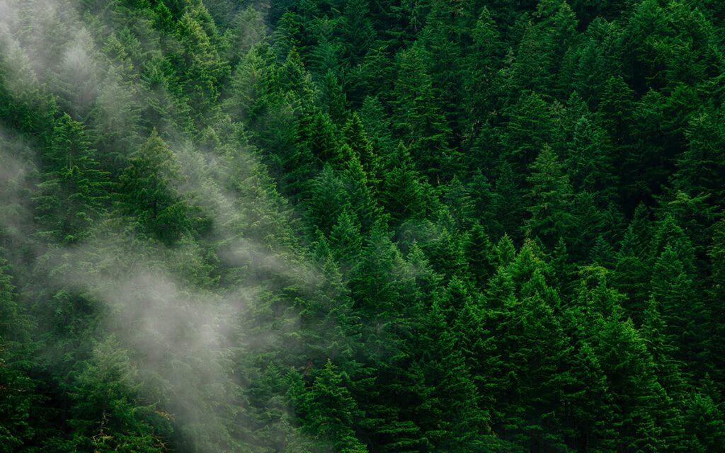 44037 full download wallpaper 3840x2400 forest trees fog top view 4k ultra